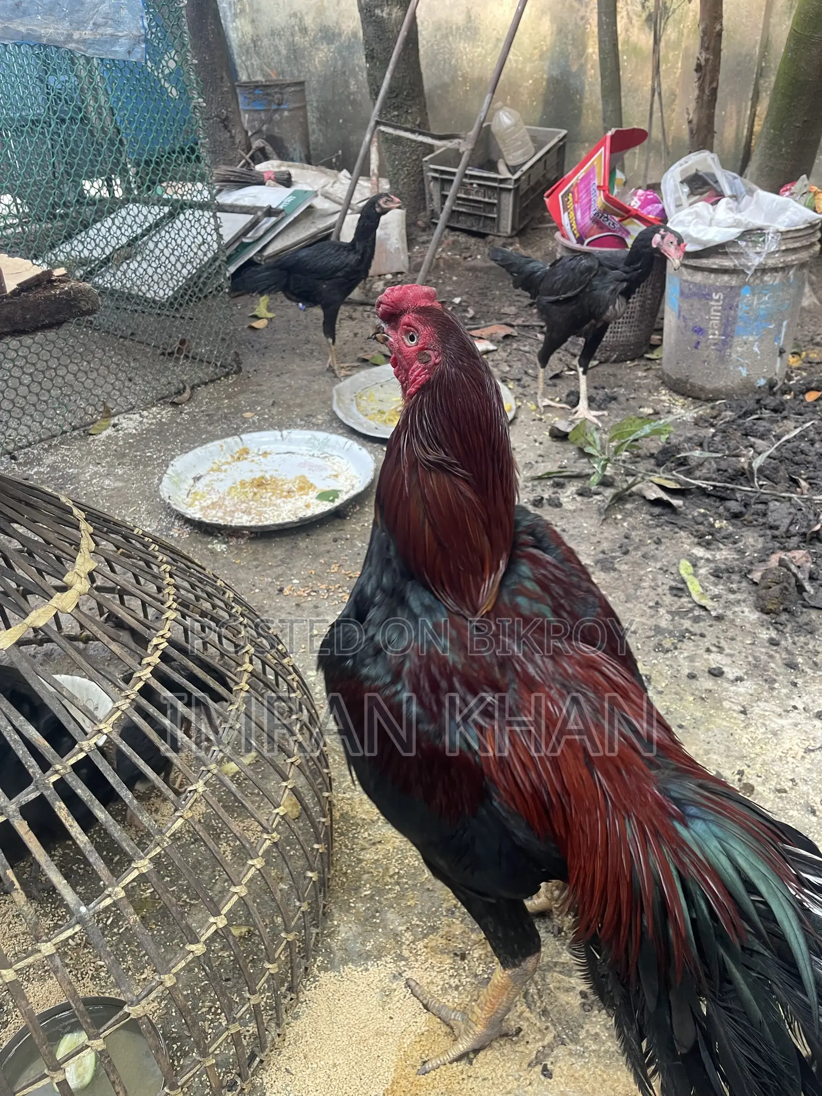 Sorail Dim Chicken