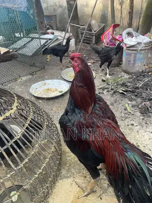 Sorail Dim Chicken