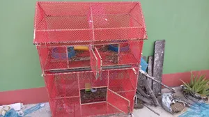 Bird Cage Big Size