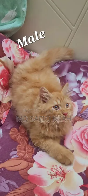 1-3 Months Male Purebred Persian