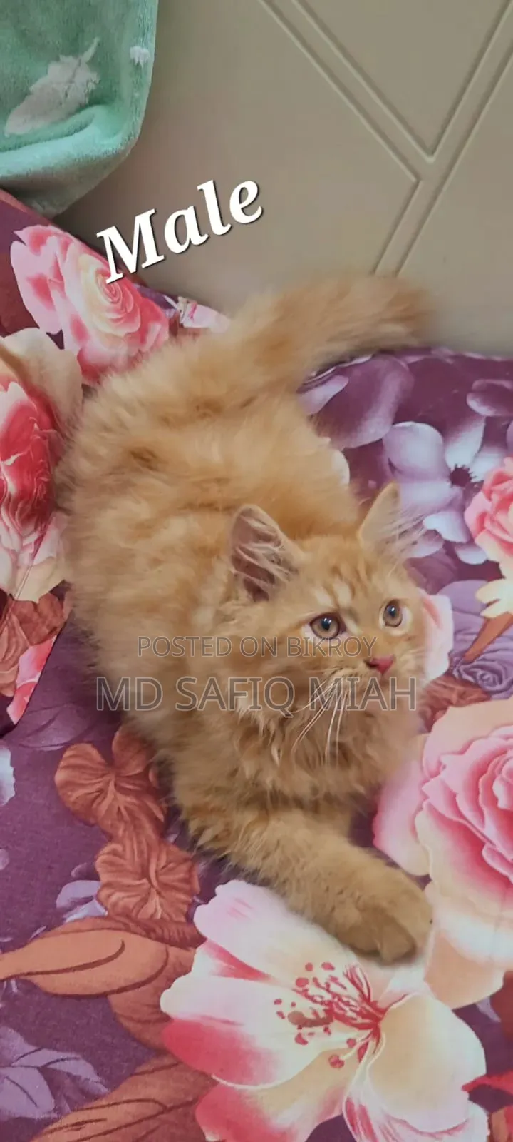 1-3 Months Male Purebred Persian