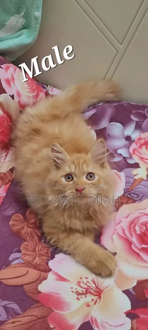 1-3 Months Male Purebred Persian