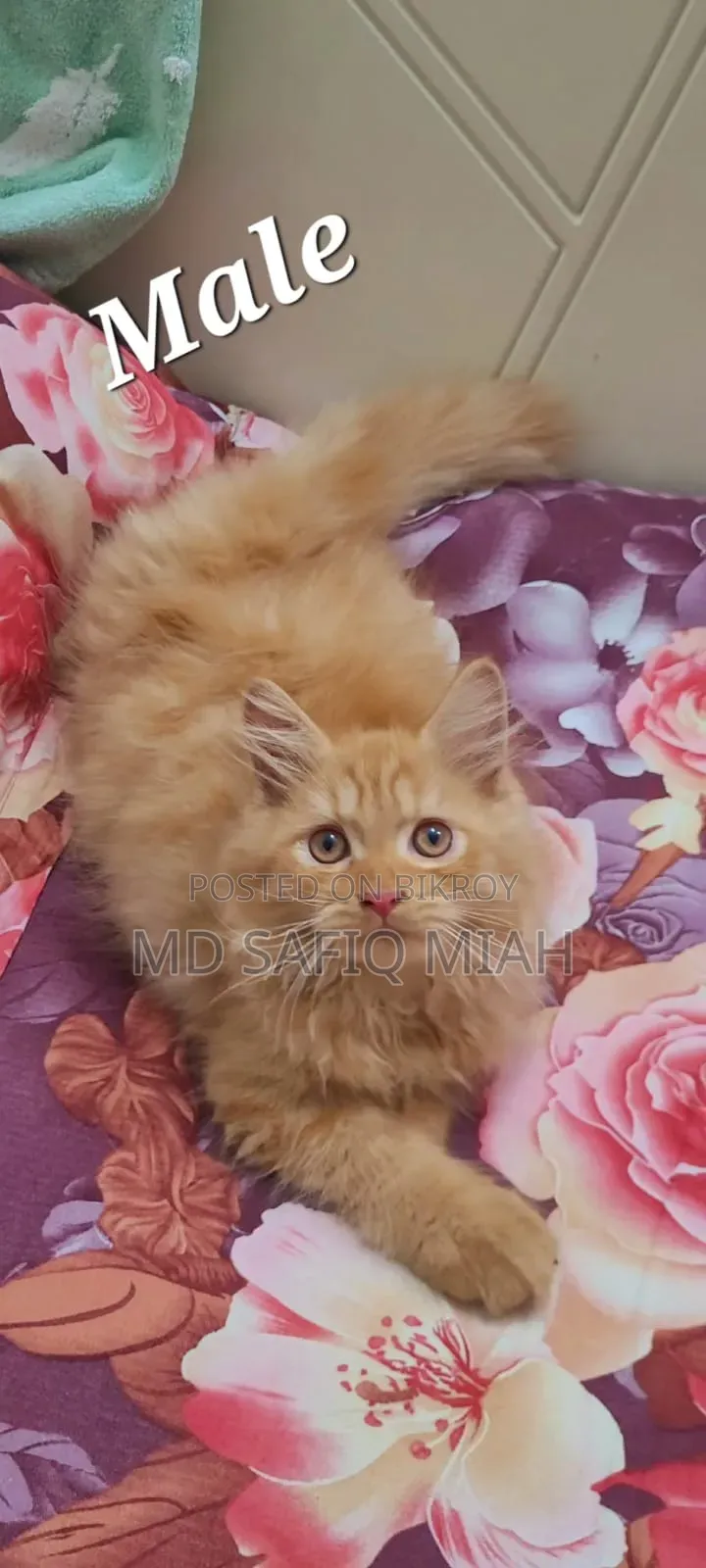 1-3 Months Male Purebred Persian