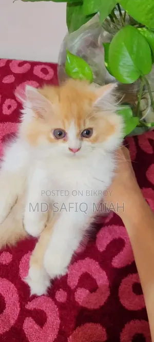 1-3 Months Male Purebred Persian