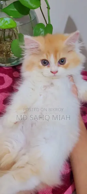 1-3 Months Male Purebred Persian