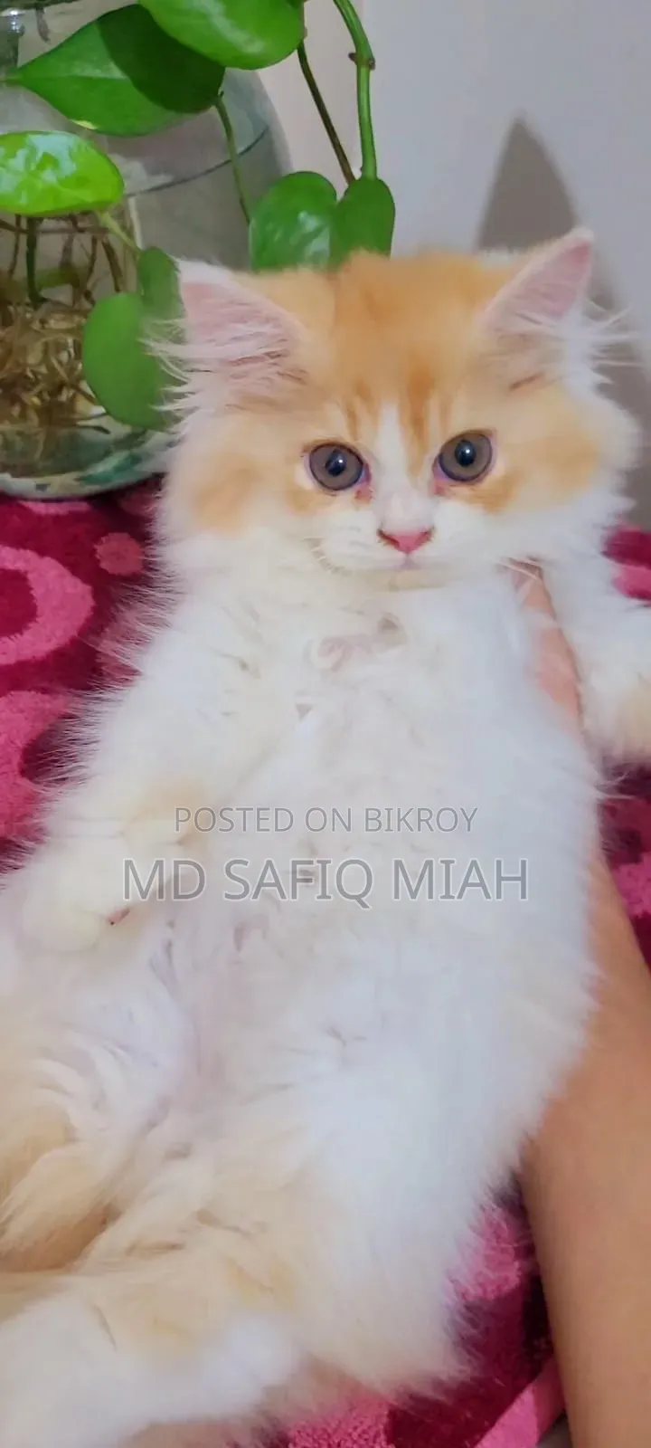 1-3 Months Male Purebred Persian