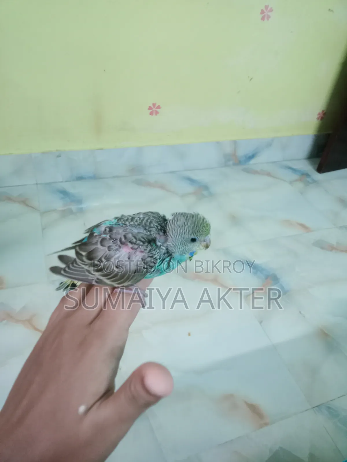 বাজরিগার পাখি