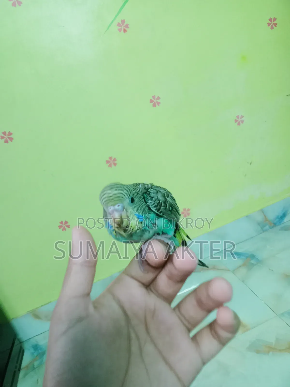 বাজরিগার পাখি
