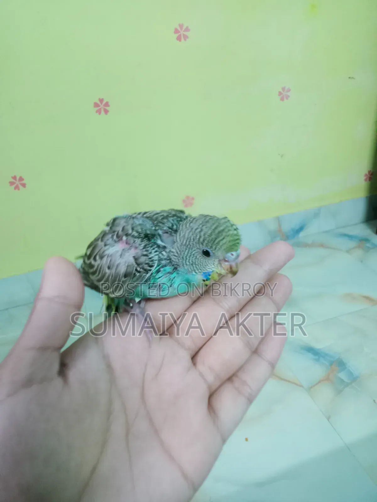 বাজরিগার পাখি