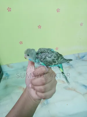 বাজরিগার পাখি
