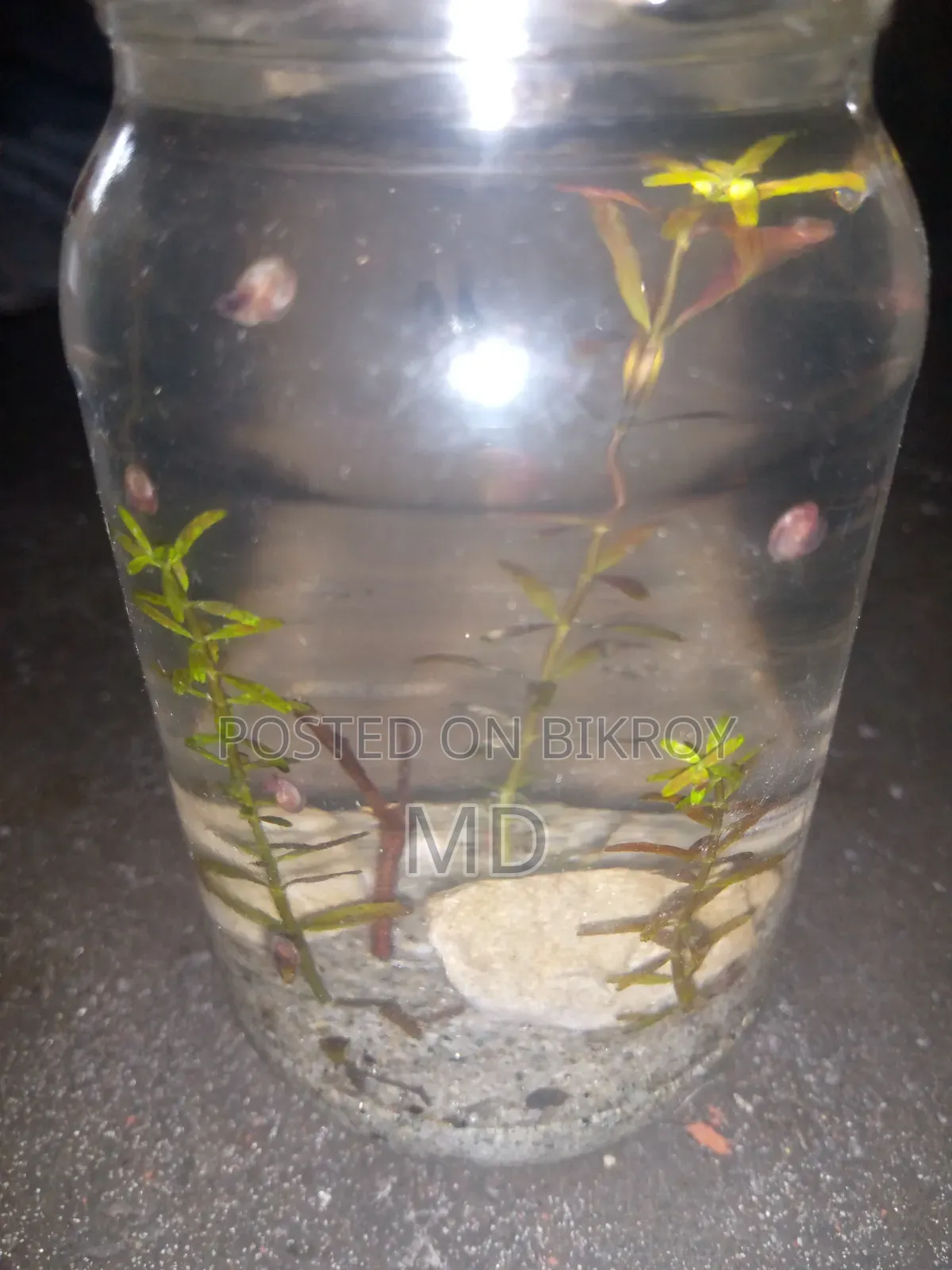 Small Glass Jar Planted Setup