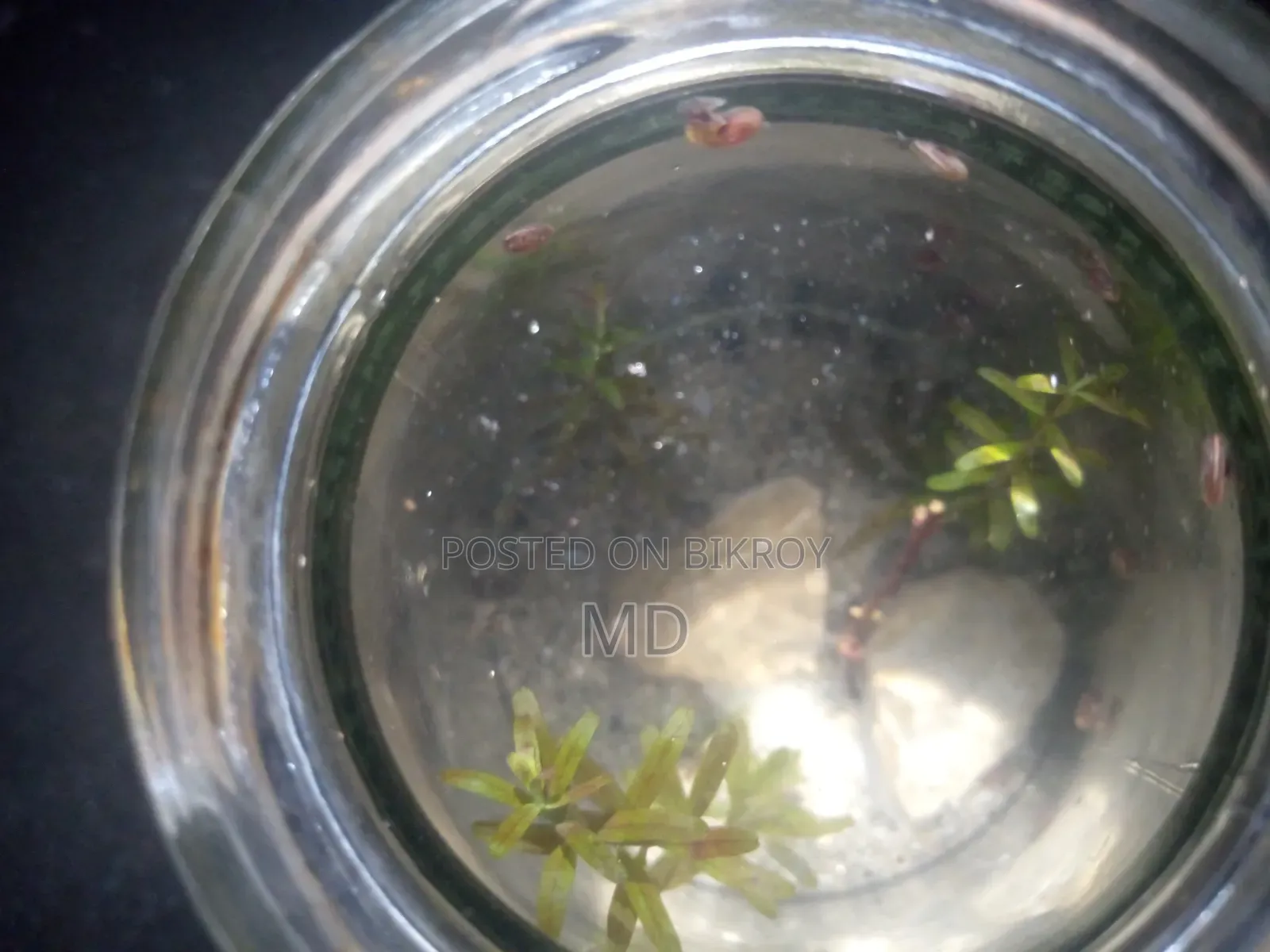 Small Glass Jar Planted Setup