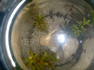 Small Glass Jar Planted Setup