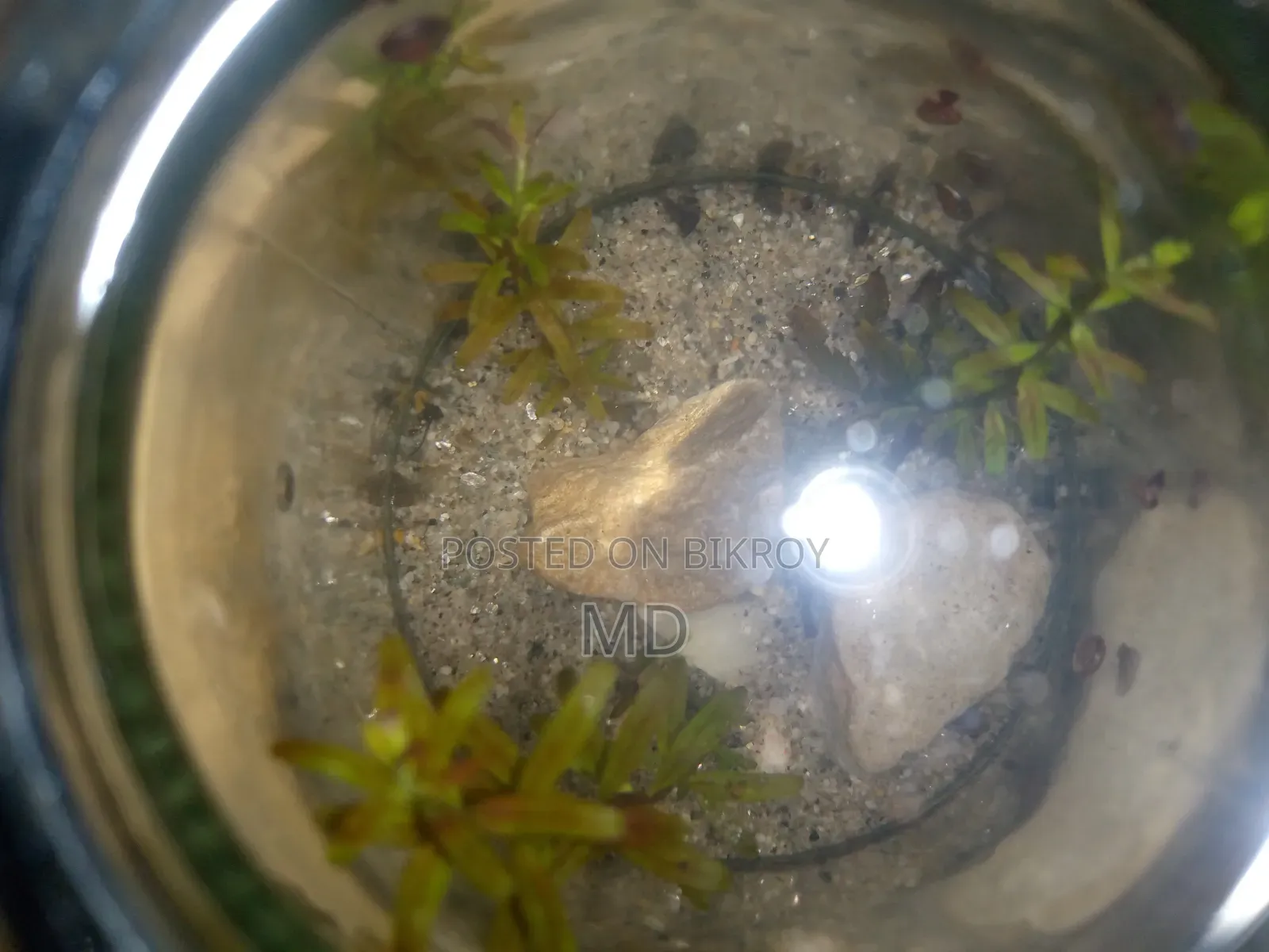 Small Glass Jar Planted Setup