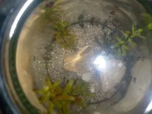 Small Glass Jar Planted Setup