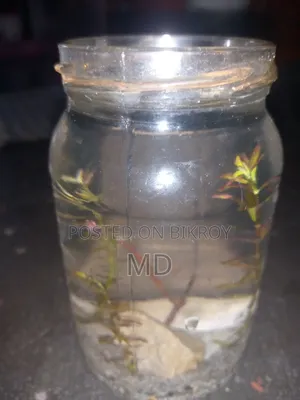 Small Glass Jar Planted Setup
