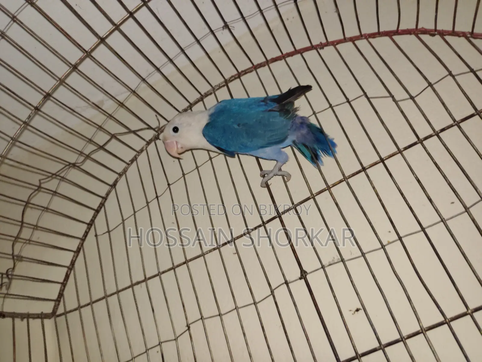 বুলু ওপারলাইন পসিবল বি১বি২