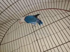 বুলু ওপারলাইন পসিবল বি১বি২