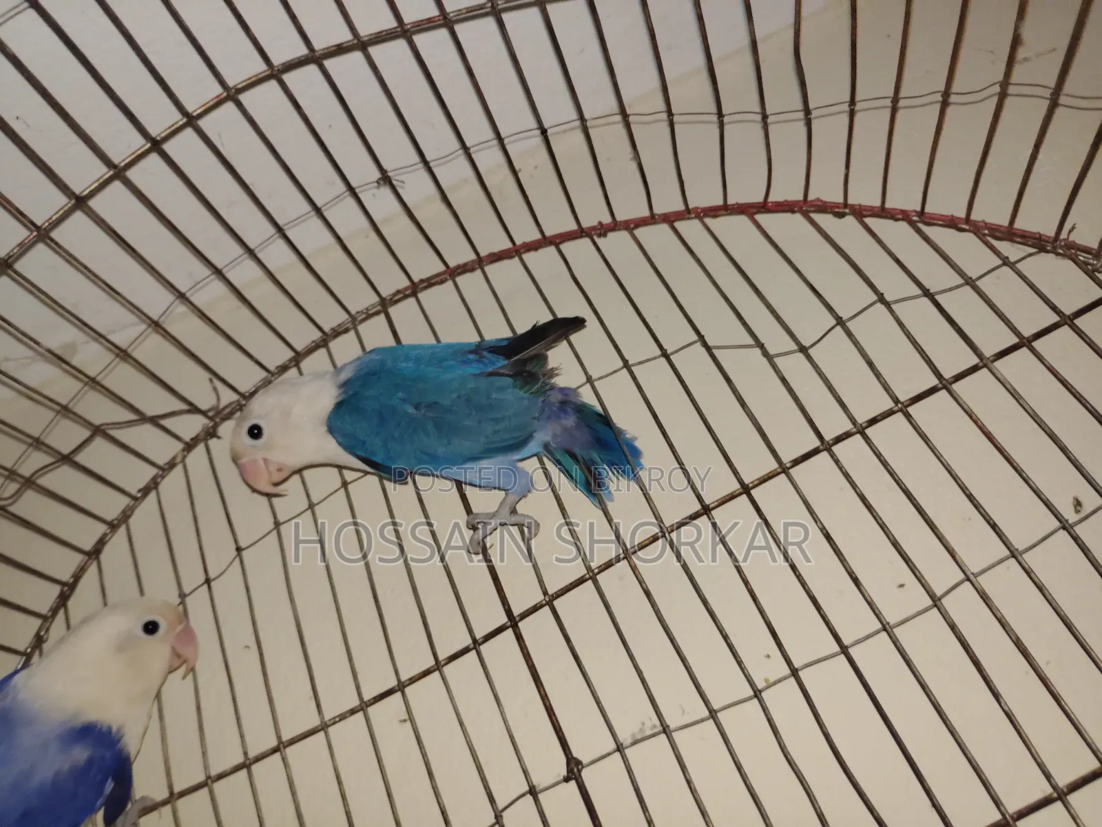 বুলু ওপারলাইন পসিবল বি১বি২