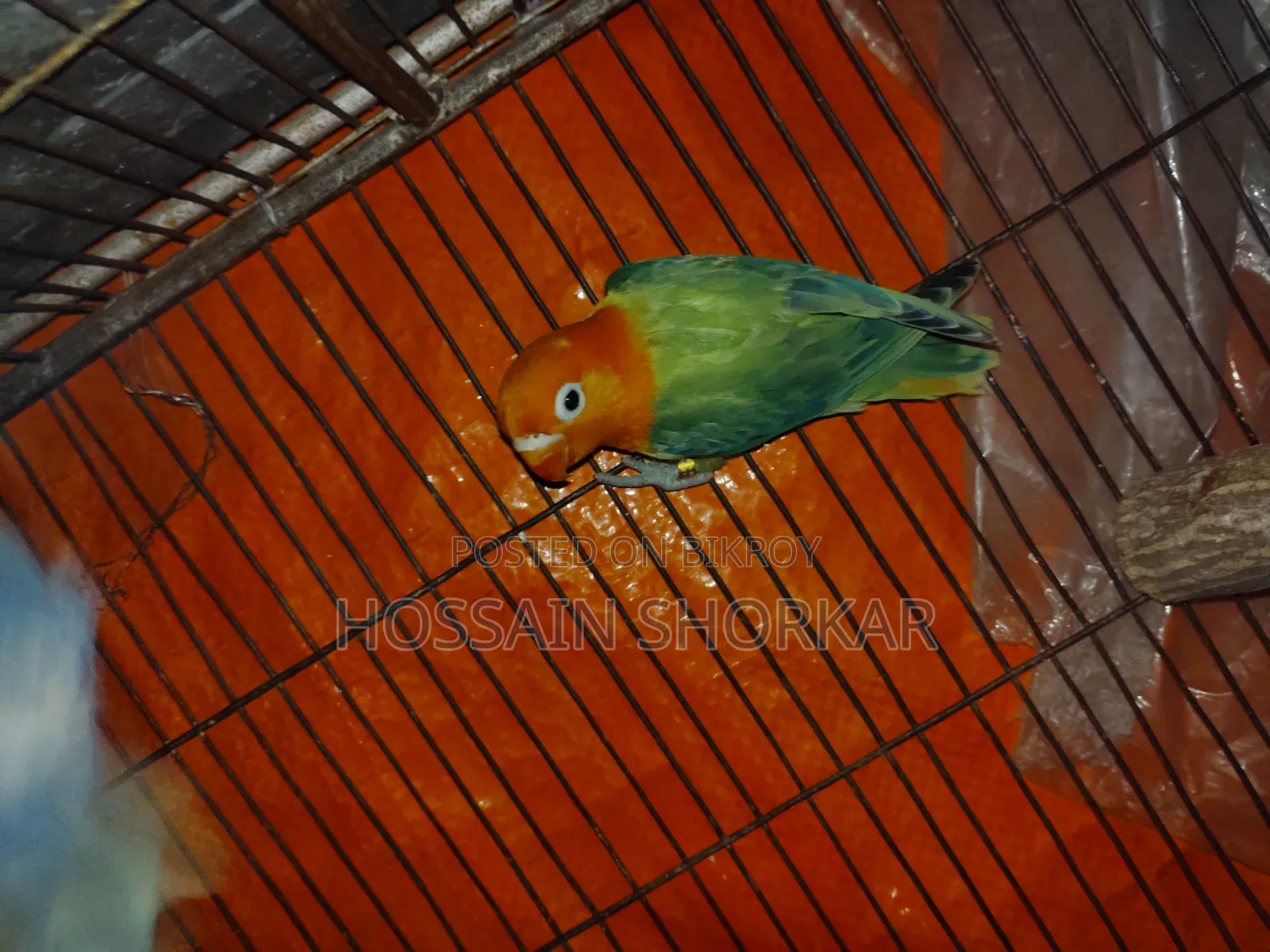 Green Oprline Ispit B1b2 Espit Eno