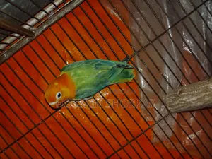 Green Oprline Ispit B1b2 Espit Eno