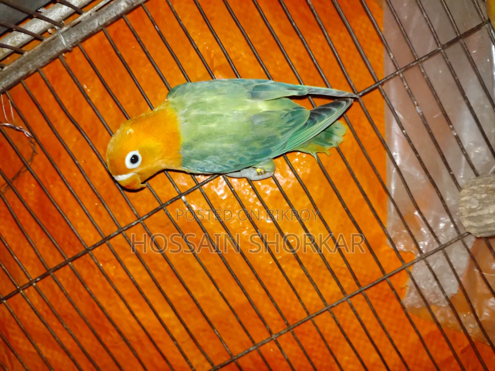 Green Oprline Ispit B1b2 Espit Eno