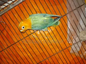 Green Oprline Ispit B1b2 Espit Eno