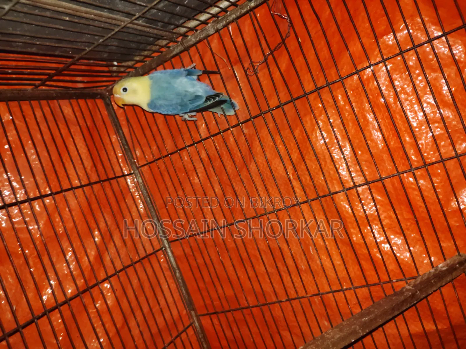 Vailot Parbulu Oprline