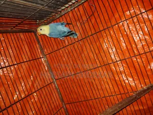 Vailot Parbulu Oprline