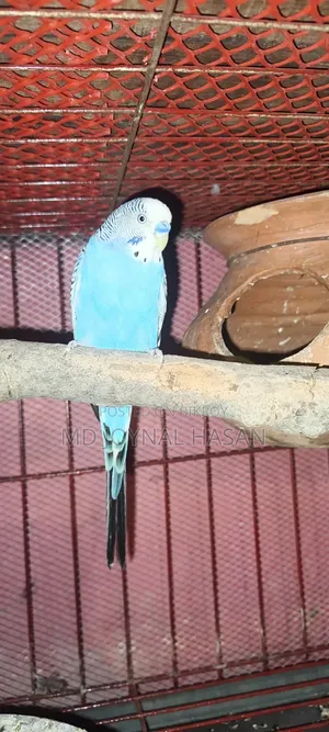 বাজিগাড় পাখি