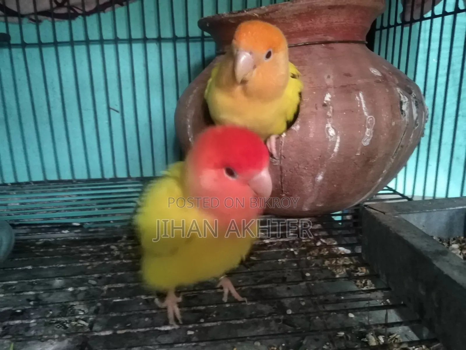 এক জোড়া ডিম সহ লাভ বার্ড