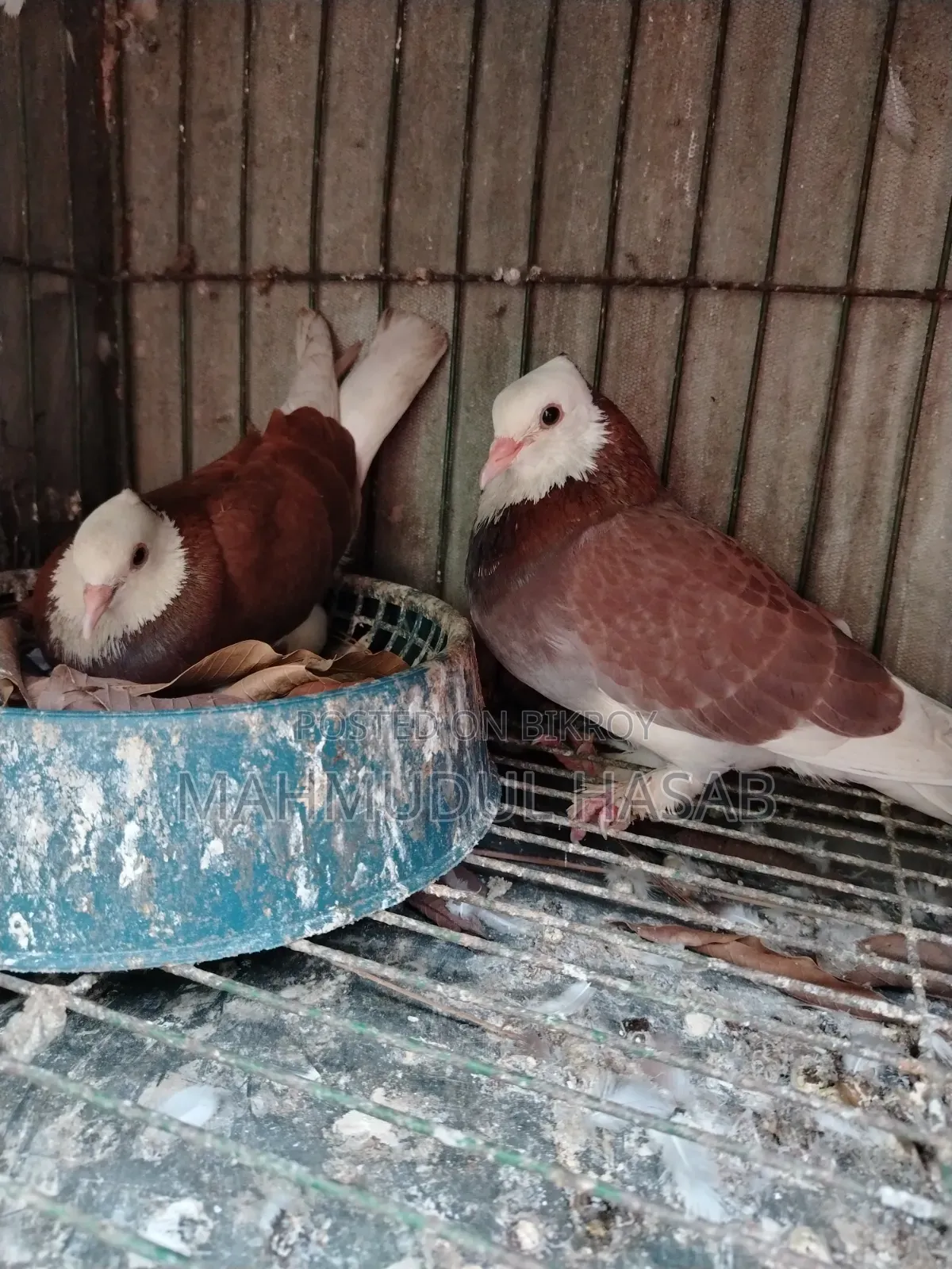 রাজ গোল্লা রানিং