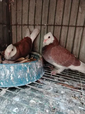 রাজ গোল্লা রানিং
