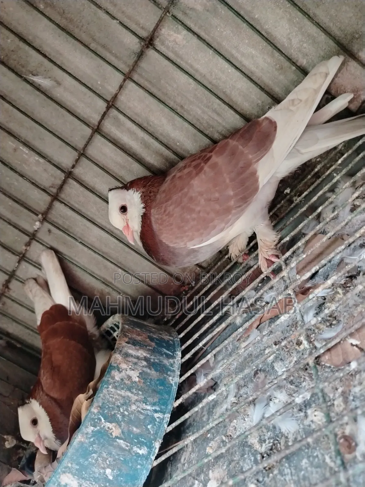 রাজ গোল্লা রানিং
