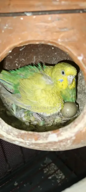 বাজিগাড় পাখি