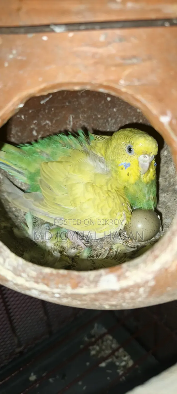 বাজিগাড় পাখি
