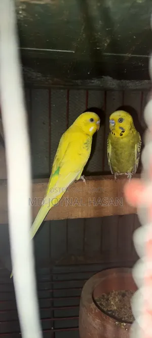 বাজিগাড় পাখি