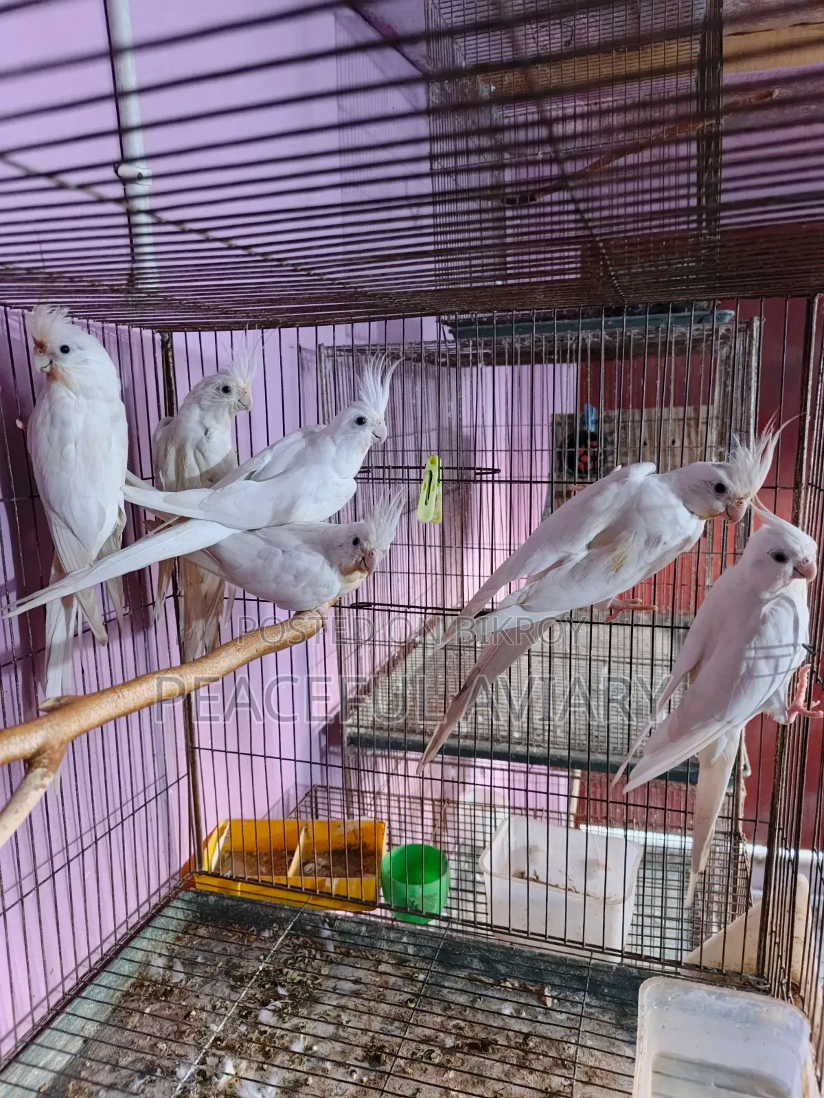 ককাটেল পাখি এডাল্ট লুটিনো এলবিনো
