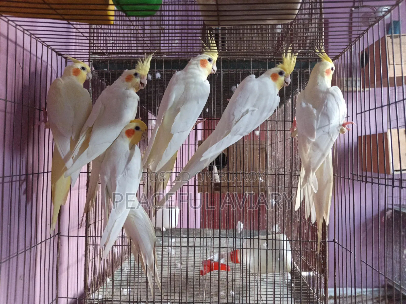 ককাটেল পাখি এডাল্ট লুটিনো এলবিনো