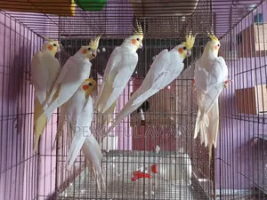 ককাটেল পাখি এডাল্ট লুটিনো এলবিনো