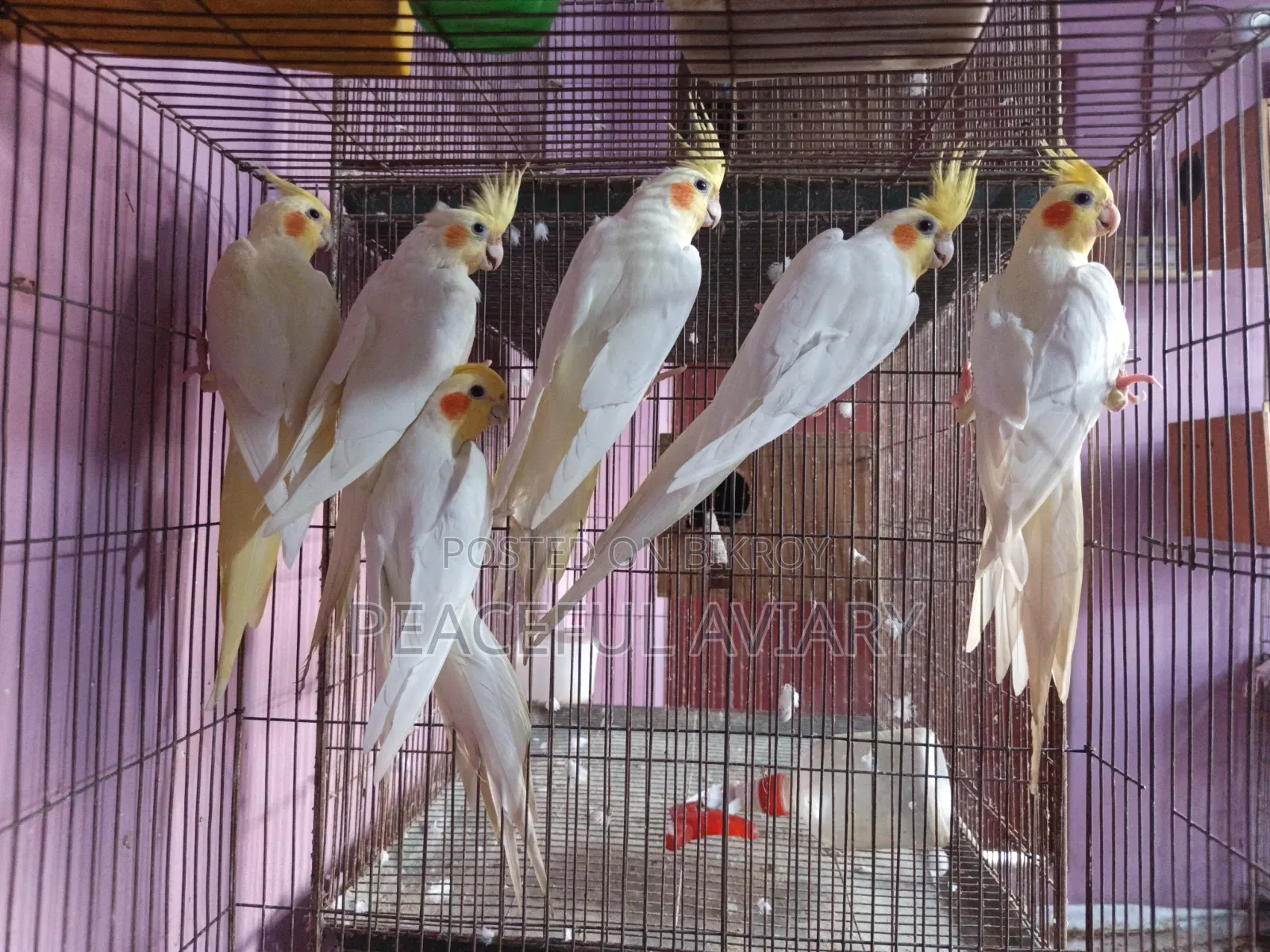 ককাটেল পাখি এডাল্ট লুটিনো এলবিনো