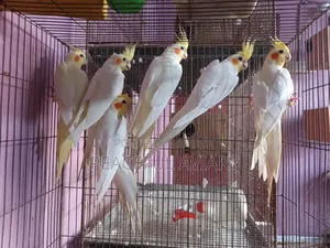 ককাটেল পাখি এডাল্ট লুটিনো এলবিনো