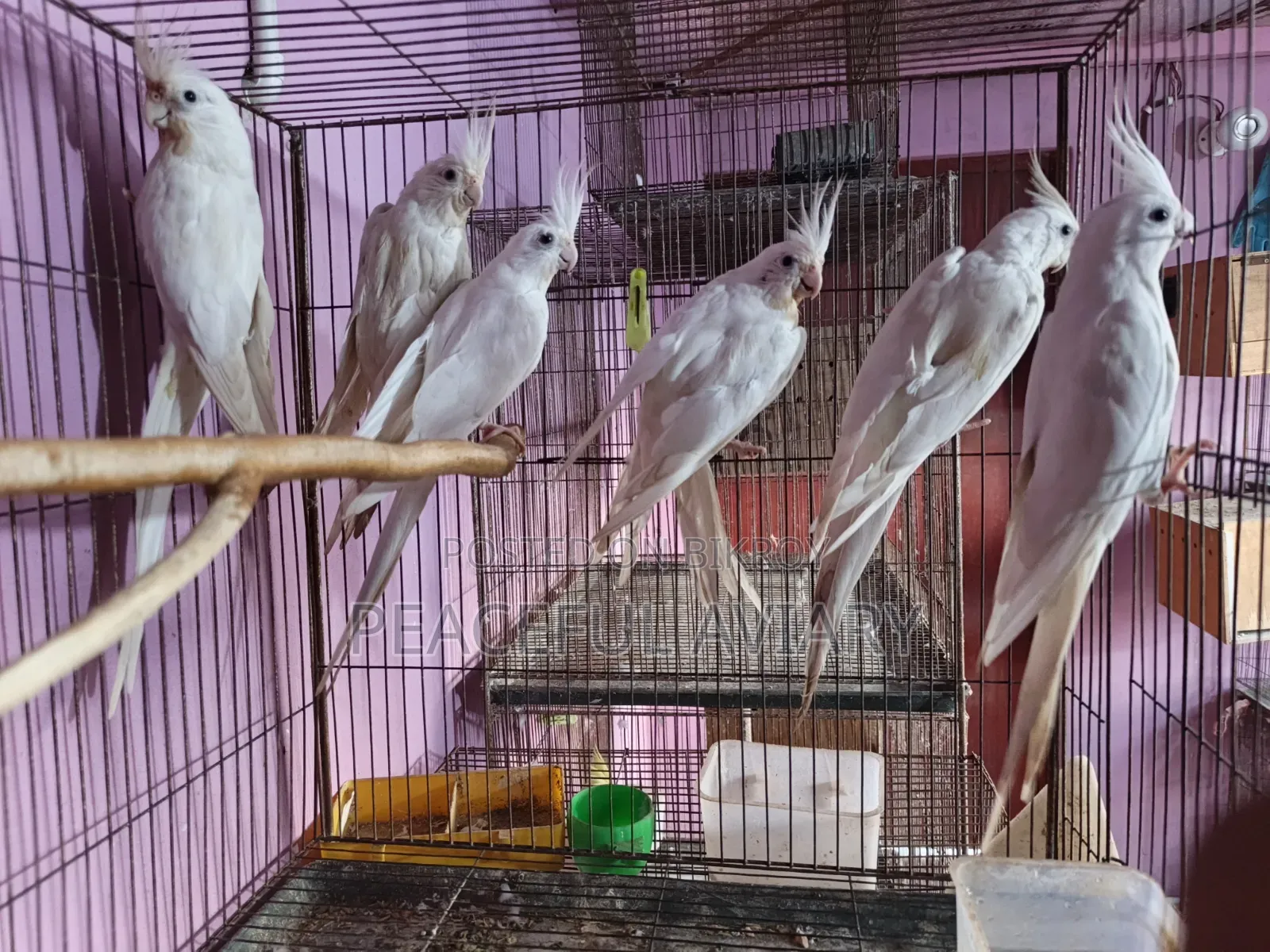 ককাটেল পাখি এডাল্ট লুটিনো এলবিনো