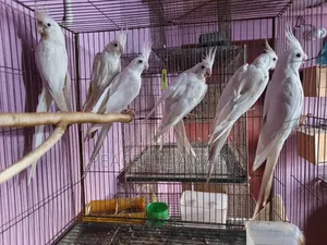 ককাটেল পাখি এডাল্ট লুটিনো এলবিনো