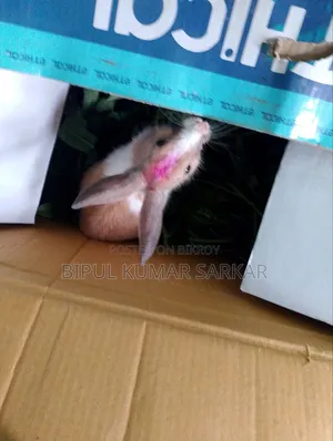 Rabbit Sell