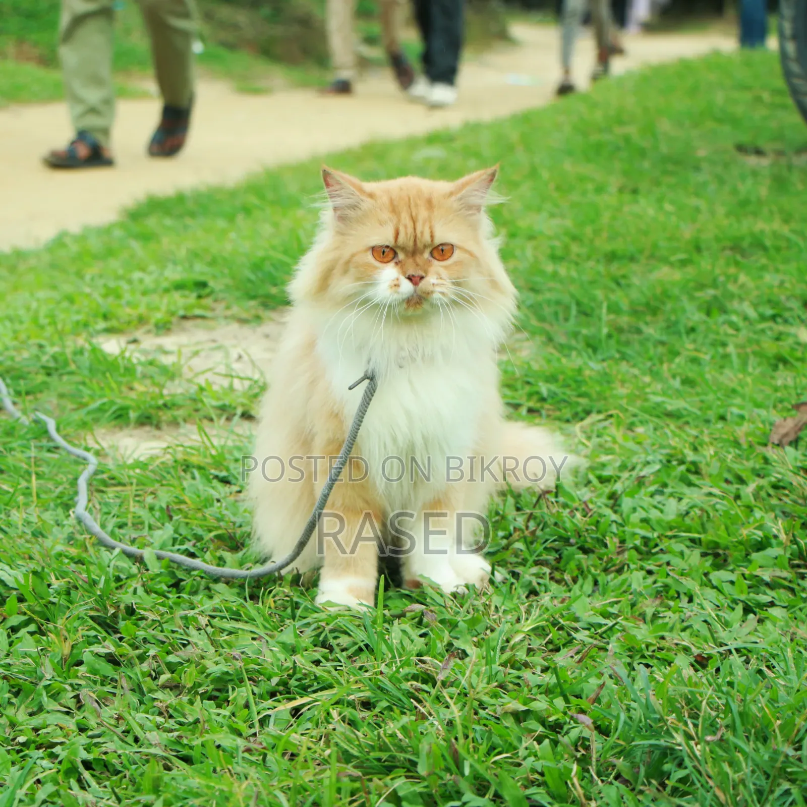 1+ Year Female Purebred Persian Cat