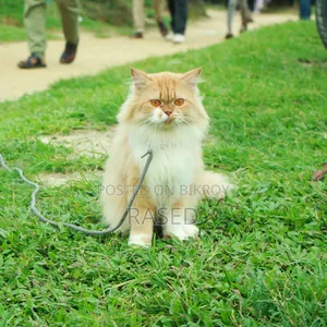 1+ Year Female Purebred Persian Cat
