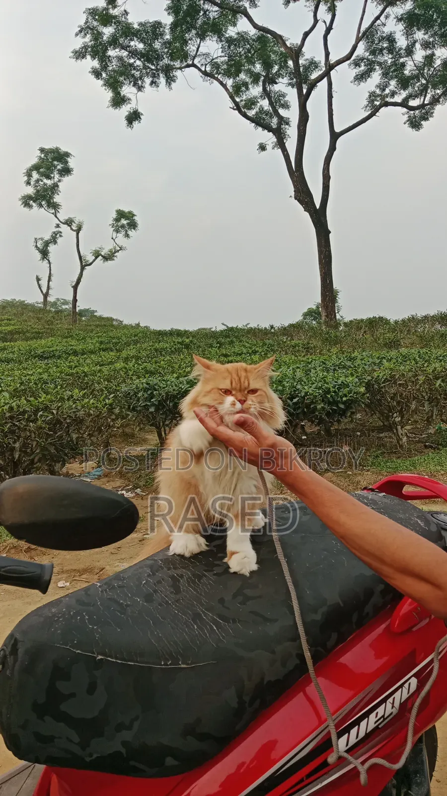 1+ Year Female Purebred Persian Cat