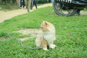 1+ Year Female Purebred Persian Cat