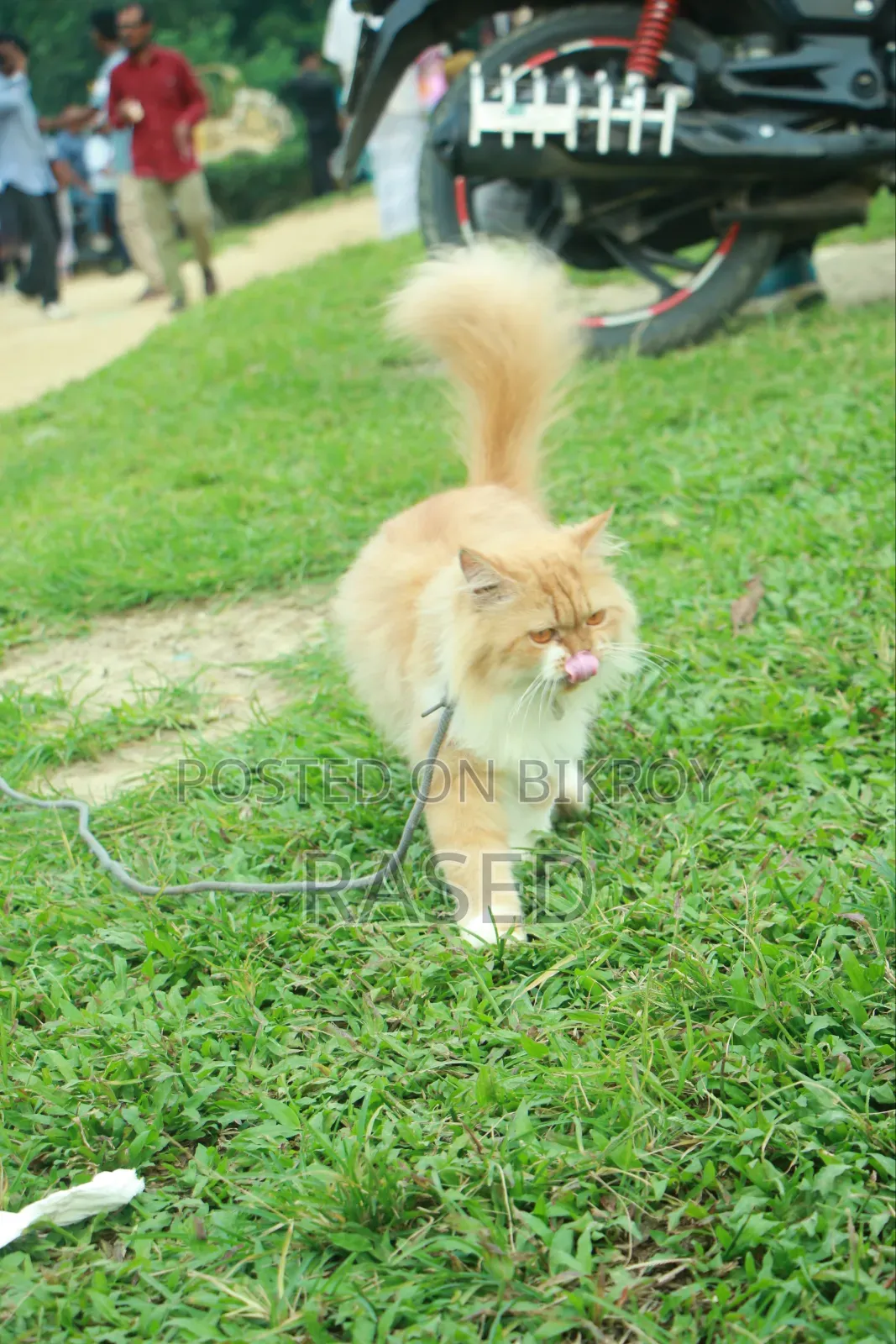 1+ Year Female Purebred Persian Cat